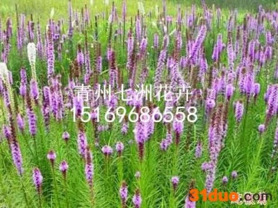 宿根花卉、宿根草花销售