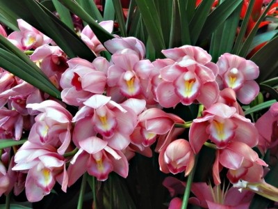 花卉批发 无土栽培花卉小盆栽批发 大花蕙兰 办公室客厅 盆栽植物 盆栽花卉懒人绿植小盆栽花卉水培植物桌面办公室内盆景