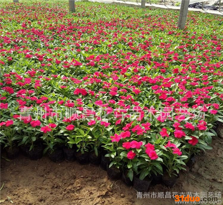 青州草花青州花卉时花一二年生花卉长春花天天开