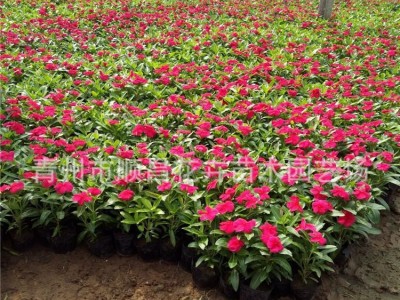 青州草花青州花卉时花一二年生花卉长春花天天开