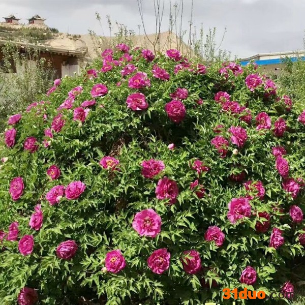 牡丹 紫斑牡丹 花卉种子紫斑牡丹、种苗