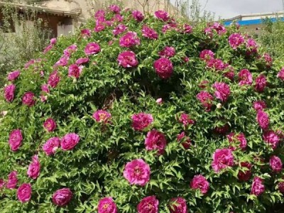 牡丹 紫斑牡丹 花卉种子紫斑牡丹、种苗