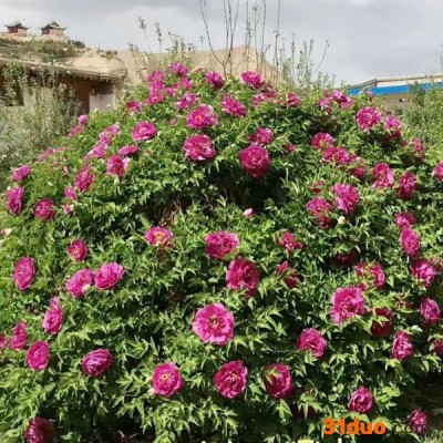 牡丹 紫斑牡丹 花卉种子紫斑牡丹、种苗