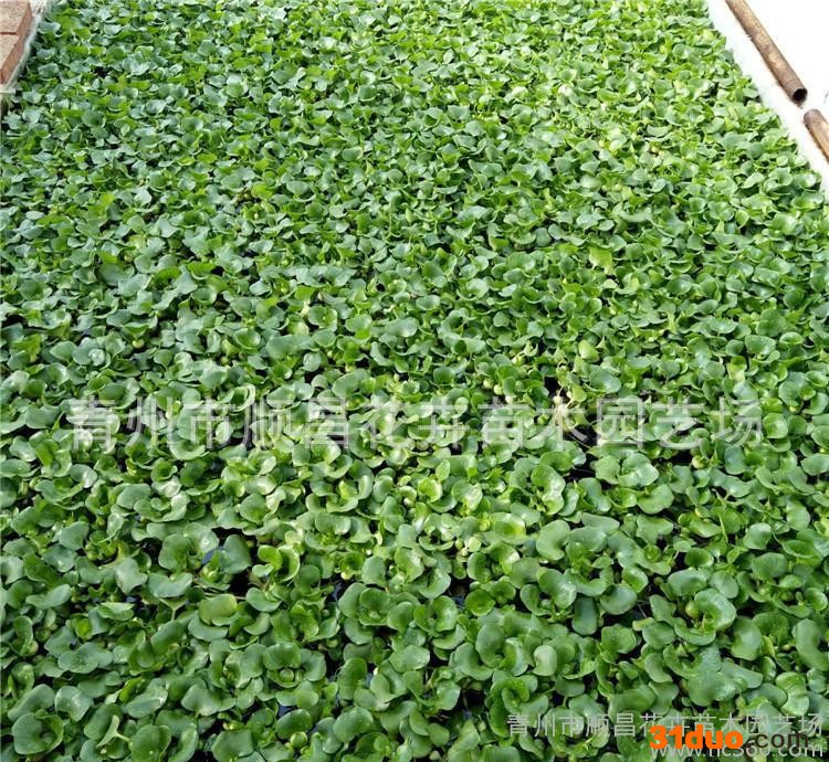 草花宿根花卉水生植绿化苗木荷花