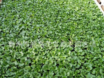 草花宿根花卉水生植绿化苗木荷花
