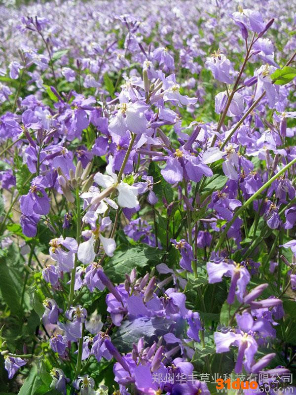 供应二月兰花卉种子