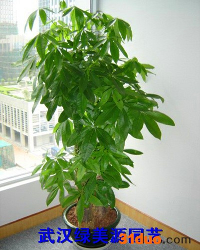 武汉绿美源园艺供应绿植 电脑宝贝 花卉、盆花、盆景