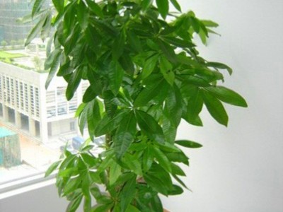 武汉绿美源园艺供应绿植 电脑宝贝 花卉、盆花、盆景