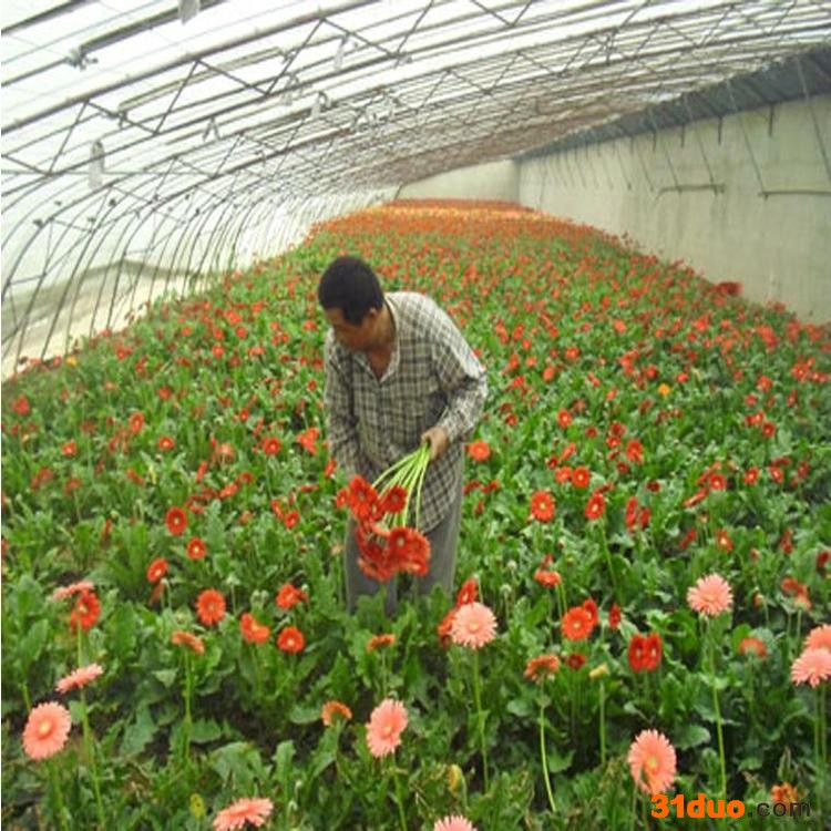 云鹤农业 单体拱棚温室厂家 花卉种植温室