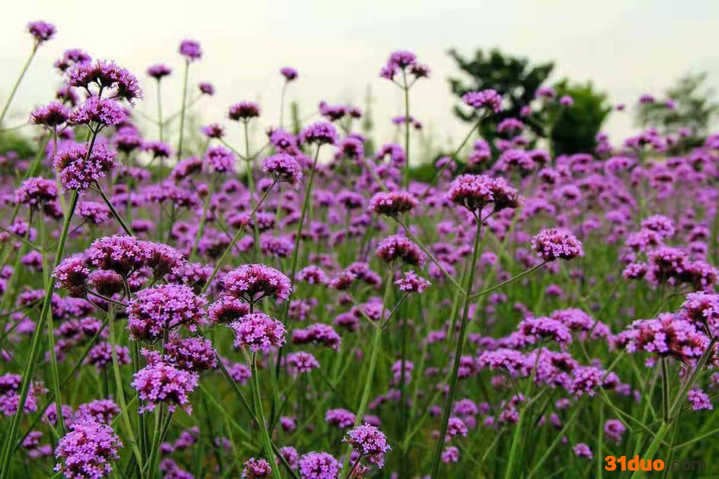 涵香花卉马鞭草马鞭草种植马鞭草批发马鞭草价格