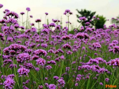 涵香花卉马鞭草马鞭草种植马鞭草批发马鞭草价格