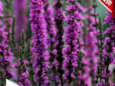 青州周氏兄弟花卉 千屈菜   宿根花卉    **