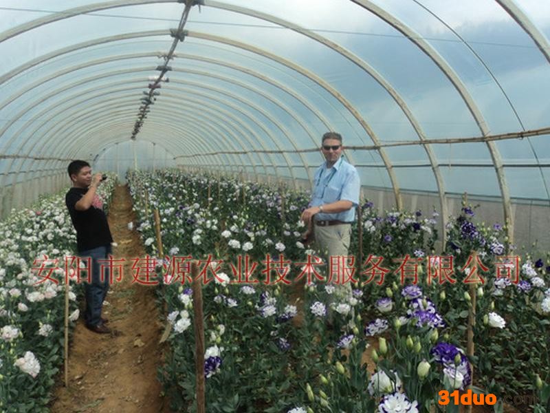 供应建源花卉温室大棚