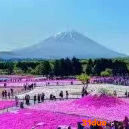 青州普罗旺斯花卉苗木供应丛生福禄考 宿根花卉广州南站