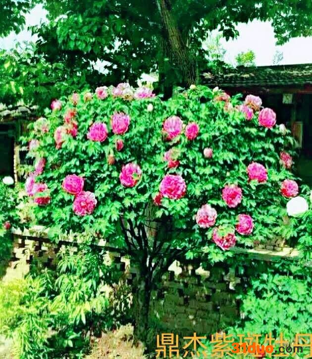 牡丹  品种牡丹    花卉种子紫斑牡丹、种苗