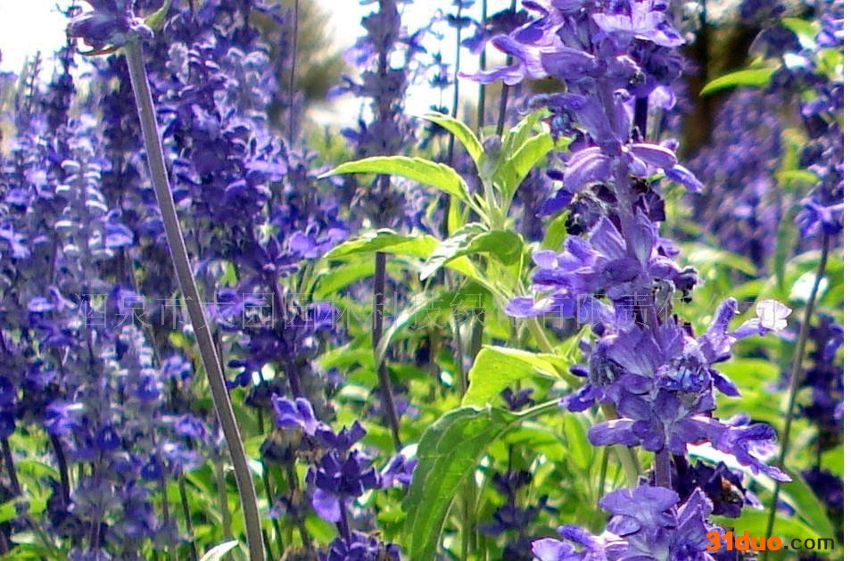 供应花卉种子  蓝花鼠尾草种子