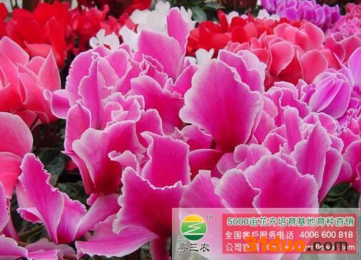 多年生仙客来花卉种子，耐寒仙客来花种批发