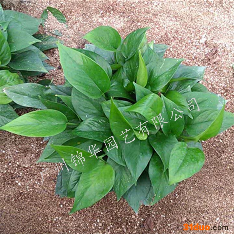 锦华 绿萝吊兰绿萝花卉盆栽盆栽植物植物园艺花卉盆栽植物绿萝盆栽水培植物批发