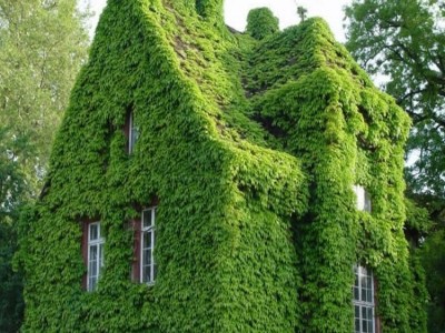 爬山虎种子 **爬藤类地锦 观赏攀援花卉 约15粒/包