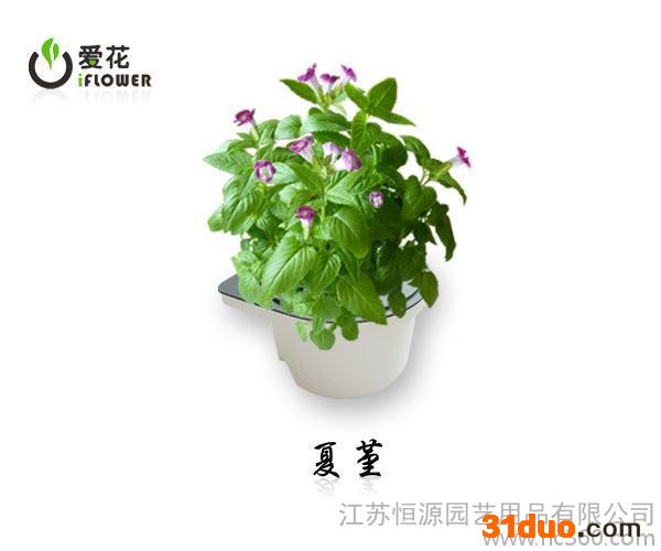 批发采购创意盆景，自动养护花卉，智能种植，养花助手