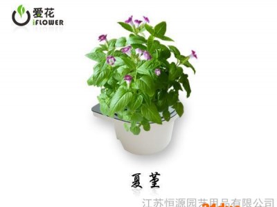 批发采购创意盆景，自动养护花卉，智能种植，养花助手