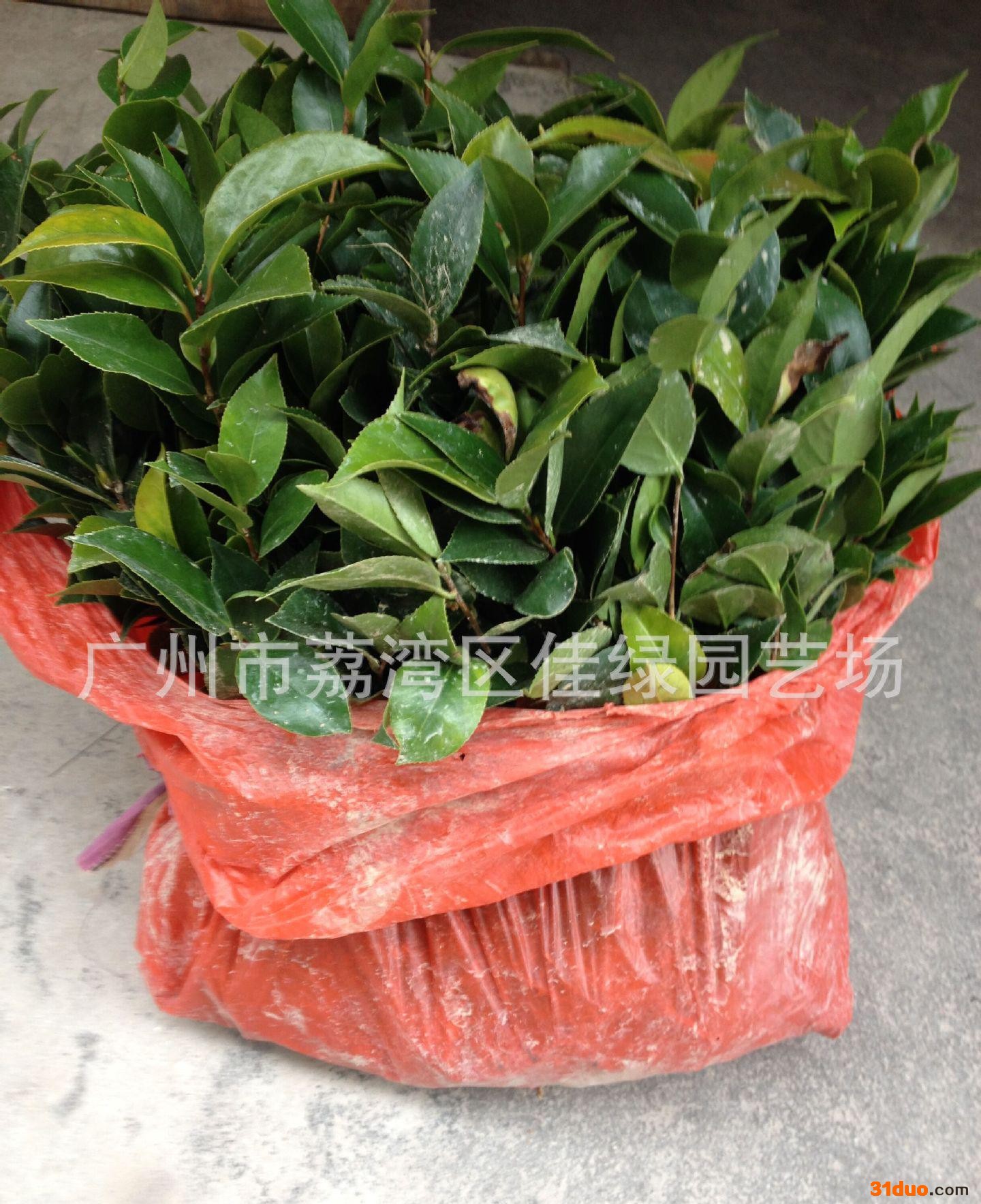 园艺  五色赤丹花苗 玉茗花 惧风喜阳 盆栽花卉  茶花珍品