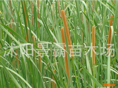 绿化苗木,水生花卉,绿化苗,植物苗,香蒲苗,夏季直销香蒲 水生花卉