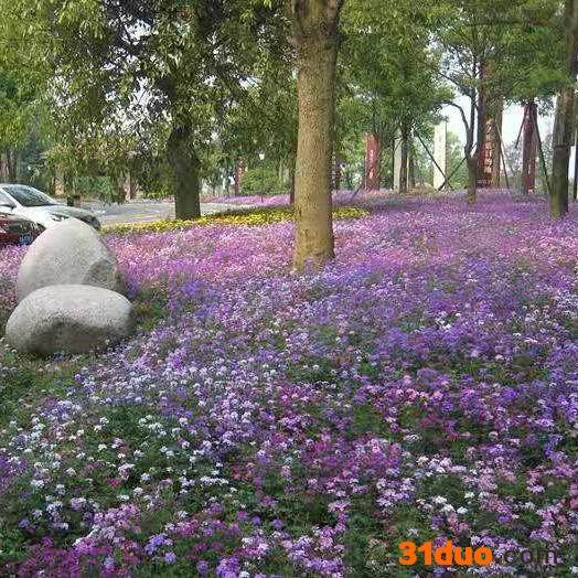 时令花卉美女樱 草花基地批发