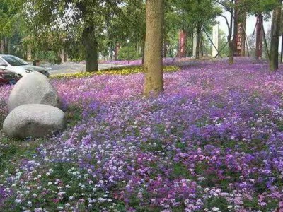 时令花卉美女樱 草花基地批发