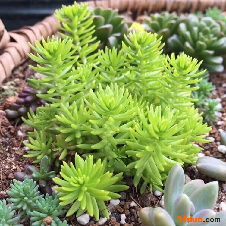 云泽花卉 佛甲草 佛甲草培育基地 绿叶佛甲草批发