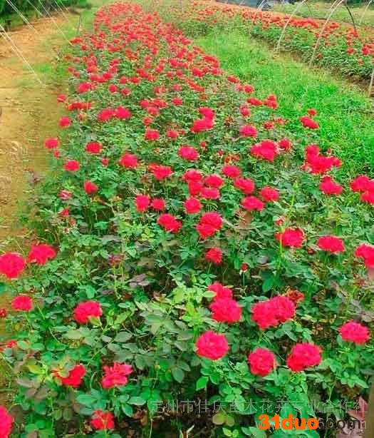 供应佳庆花卉苗木  花卉苗木  花卉苗木厂家