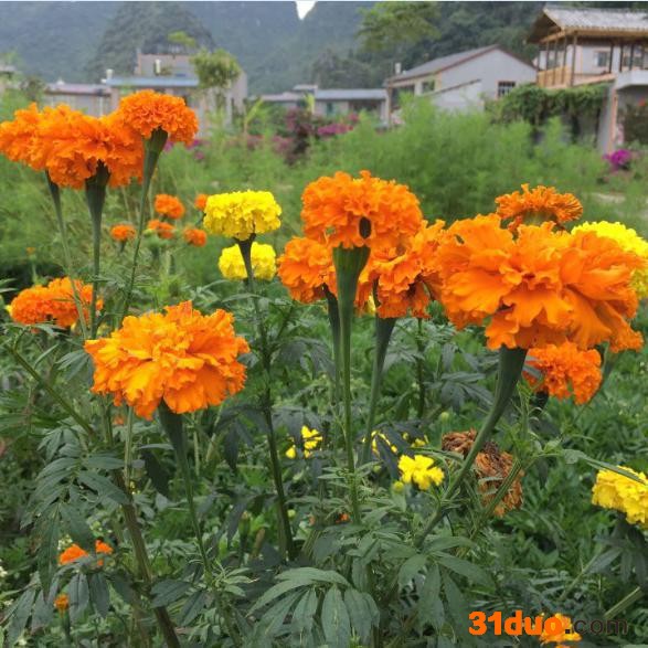 公园花卉，山庄花卉，花卉种子，红色花种，黄色花种，白色花种 万寿菊