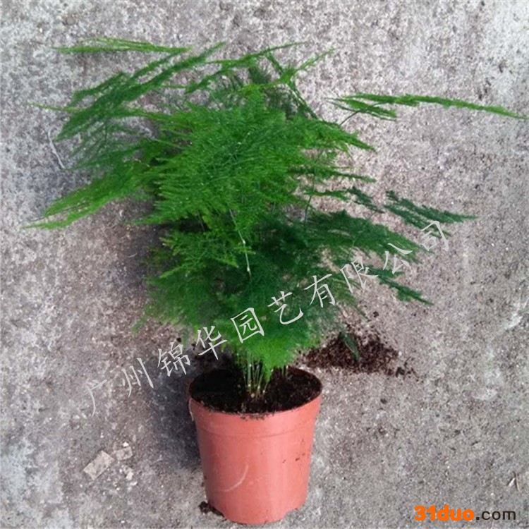 锦华 批发文竹盆栽花卉文竹盆景花卉室内植物花卉盆栽植物文竹小盆栽