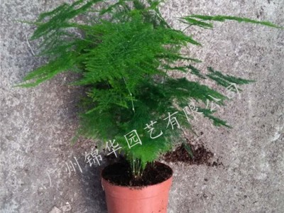 锦华 批发文竹盆栽花卉文竹盆景花卉室内植物花卉盆栽植物文竹小盆栽