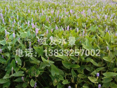 ****水生花卉再力花、梭鱼草、量大从优
