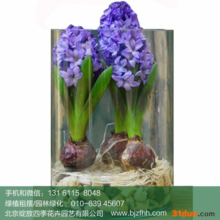 北京花卉租摆公司  北京绽放四季花卉  中小型   风信子