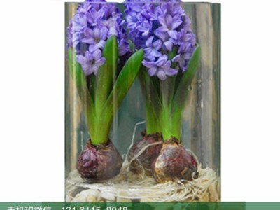 北京花卉租摆公司  北京绽放四季花卉  中小型   风信子