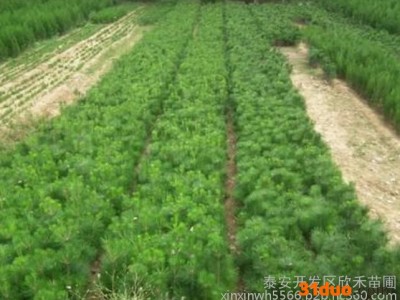 花卉种子、种苗 黑松苗