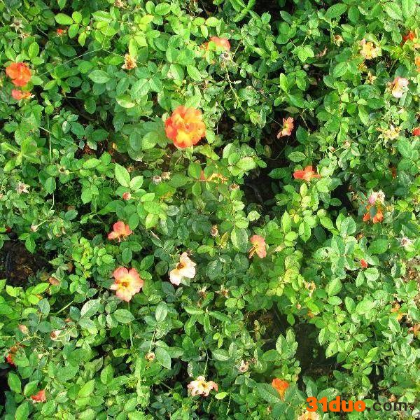 苗木花卉  具体价格请来电咨询