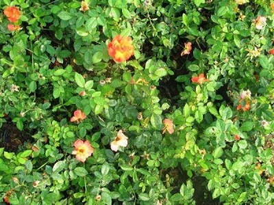 苗木花卉  具体价格请来电咨询