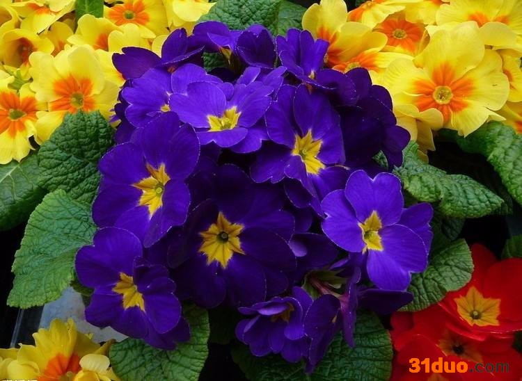 报春花 观赏花卉 报春花价格趋势