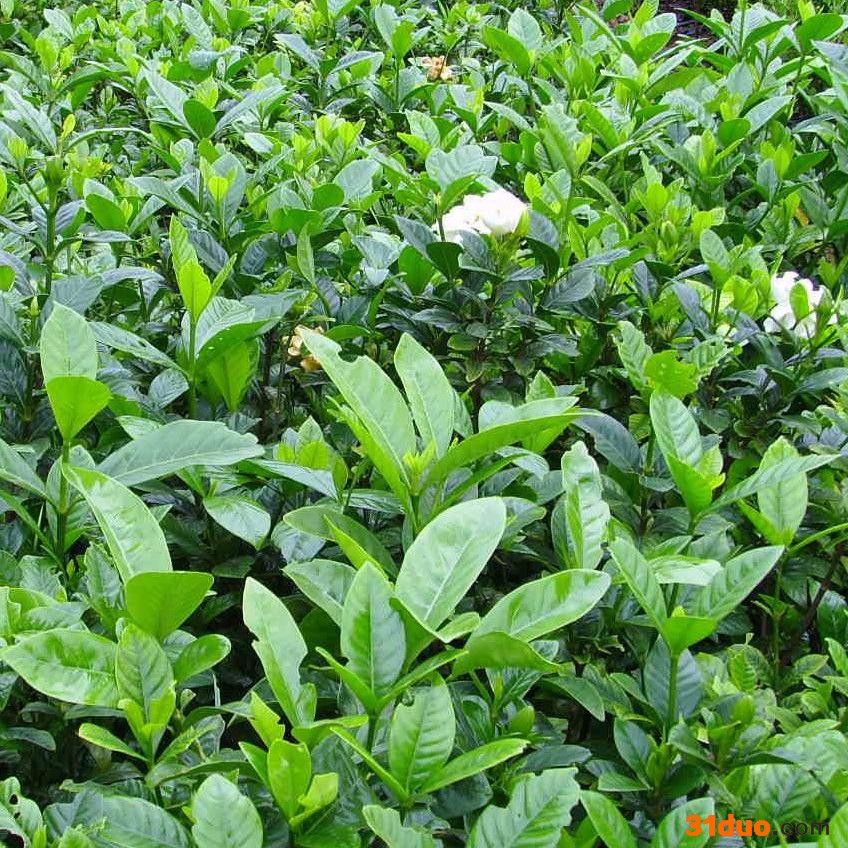 花卉苗木批发  具体价格请来电咨询