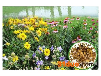沿海花卉组合_花种子价格_野花种子供应—花啦啦种业