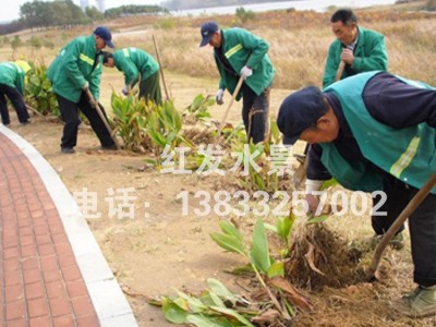 基地**美人蕉庭院别墅绿化水生花卉水生植物品种齐全