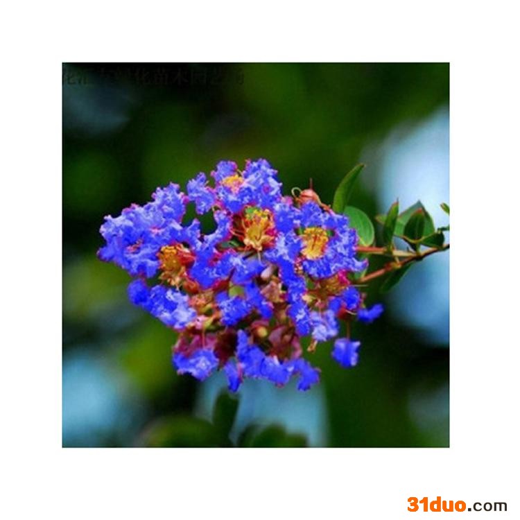 康乐轩 蓝花翠微零售 花卉苗木批发