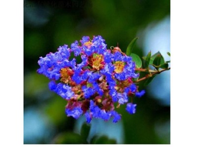 康乐轩 蓝花翠微零售 花卉苗木批发