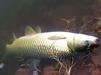 易久 观赏植物 花卉 农业综合开发 种植