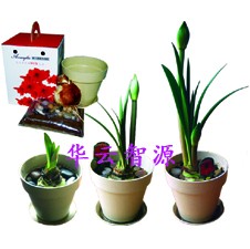 荷兰朱顶红 套盒 球根花卉