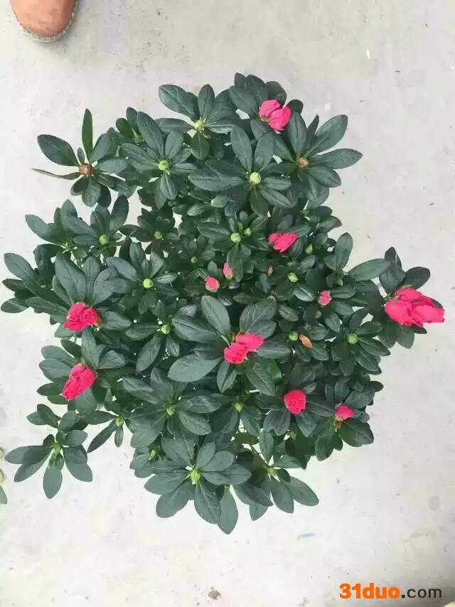 庭院花卉盆栽190#杨梅红杜鹃