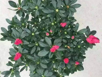 庭院花卉盆栽190#杨梅红杜鹃